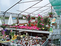 Sommerflor und Geranienmarkt